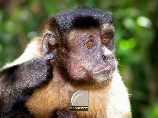 Macaque
Mots-clés: faune;