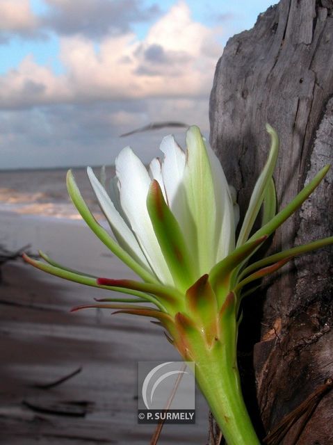 Fleur de cactus
Mots-clés: flore;fleur;Guyane;cactus