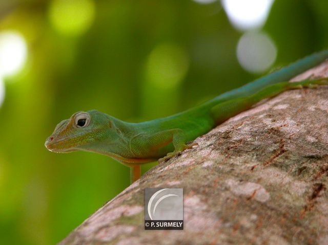 Lzard vert
Mots-clés: Faune;reptile;lzard;Guyane