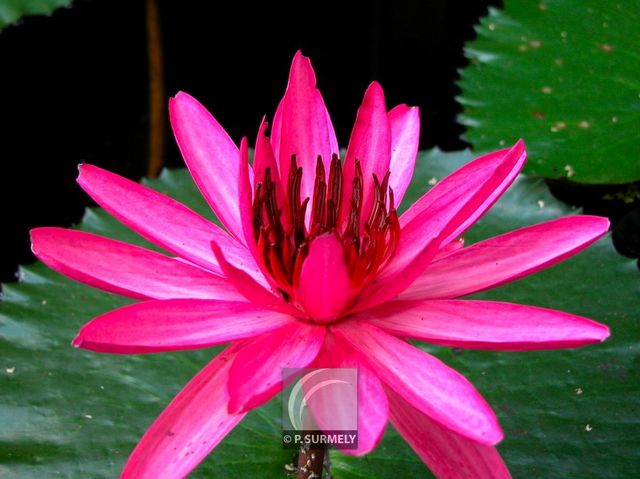 Nnuphar
Mots-clés: flore;fleur;Guyane;nnuphar
