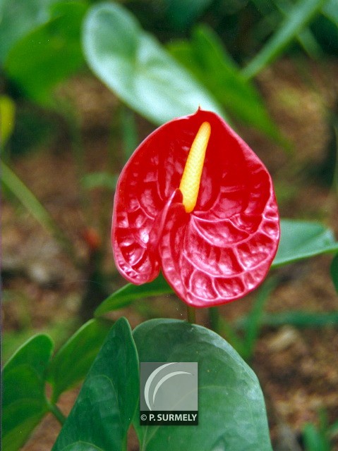 Anturium
Mots-clés: flore;fleur;Guyane;anturium