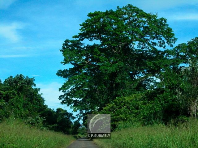 Bel arbre
Mots-clés: flore;arbre;Guyane