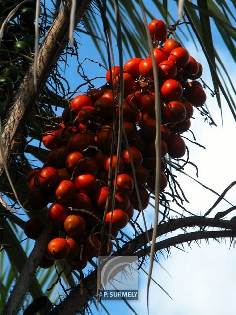 Awara
Mots-clés: flore;fruit;Guyane;palmier;awara