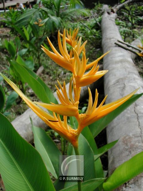 Balisier jaune
Mots-clés: flore;fleur;Guyane;balisier