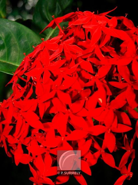 Buisson ardent
Mots-clés: flore;fleur;Guyane