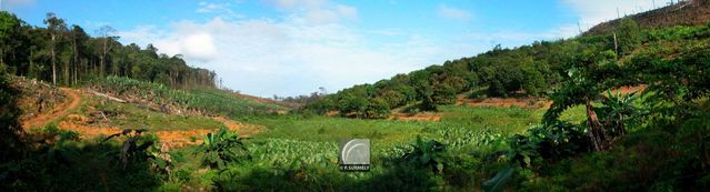 Dans les champs
Mots-clés: Guyane;Amrique;Cacao;panoramique