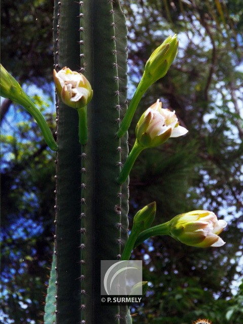 Fleur de cactus
Mots-clés: flore;fleur;Guyane;cactus