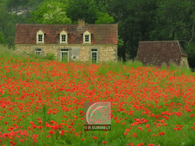 Coquelicots
Mots-clés: France;Europe;Dordogne;fleur