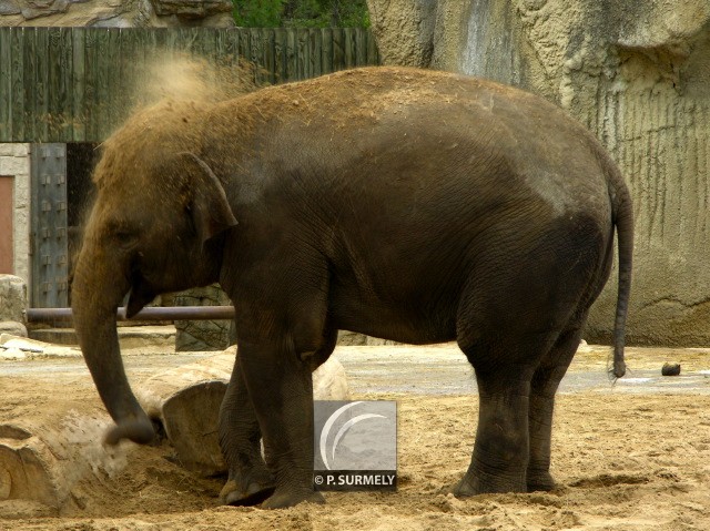 Elephant
Mots-clés: faune;