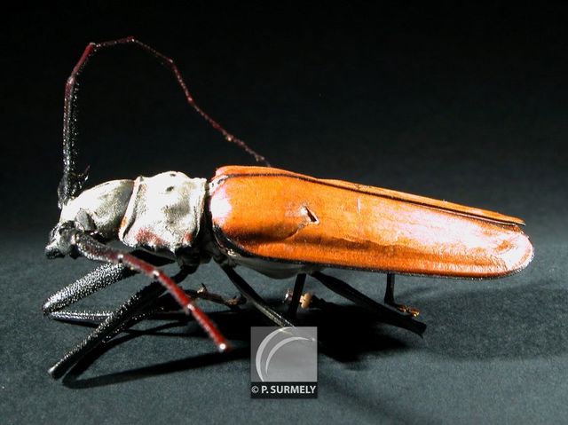 Enoplocerus
Mots-clés: Faune;insecte;Guyane;Amrique;enoplocerus