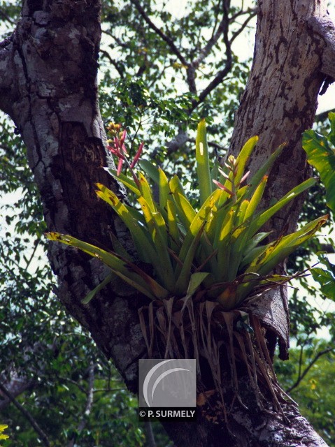 Epiphyte
Mots-clés: flore;piphyte;Guyane