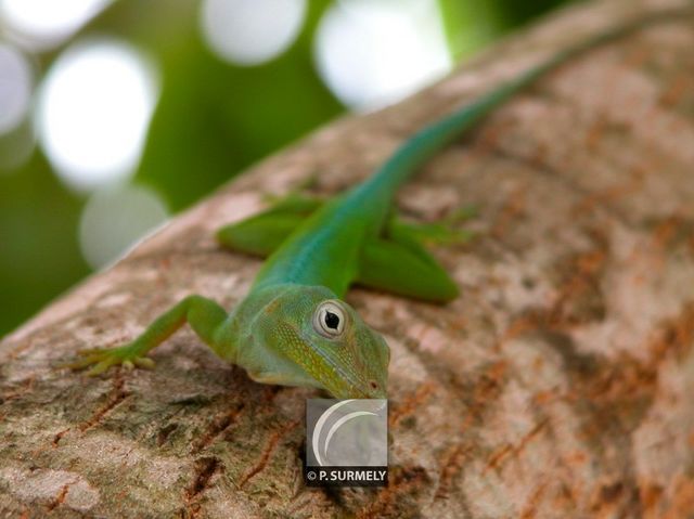 Lzard vert
Mots-clés: Faune;reptile;lzard;Guyane