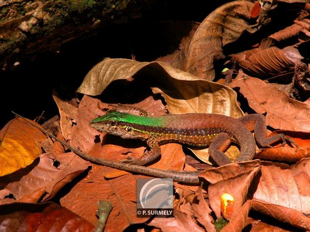Lzard
Mots-clés: Faune;reptile;lzard;Guyane