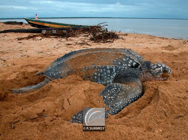 Tortue luth
Ponte sur la plage d'Awala-Yalimapo
Mots-clés: Faune;reptile;tortue;luth;Guyane