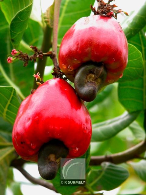 Noix de cajou
Mots-clés: flore;fruit;Guyane;noix;cajou