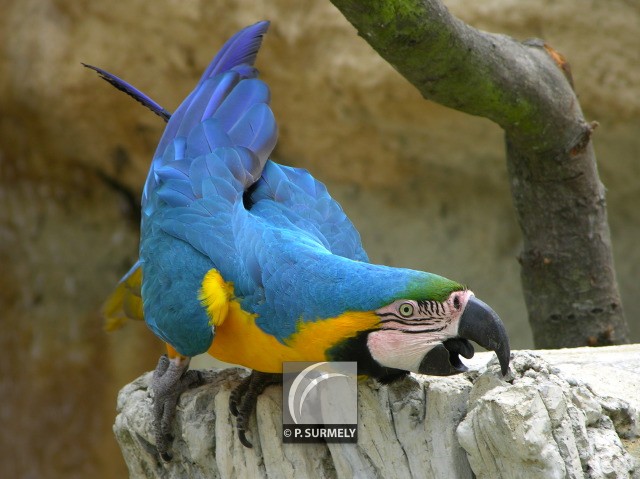 Perroquet
Mots-clés: faune;oiseau;perroquet