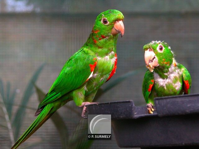 Perruche
Mots-clés: faune;oiseau;perruche;Guyane
