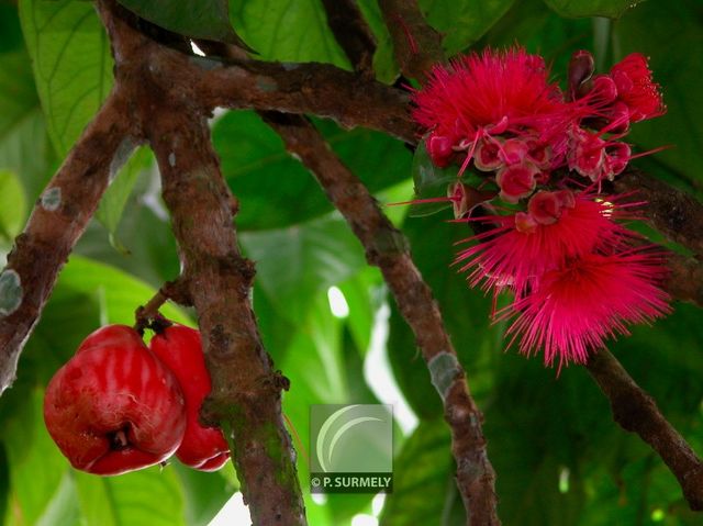 Pomme d'amour
Mots-clés: flore;fruit;Guyane;pomme