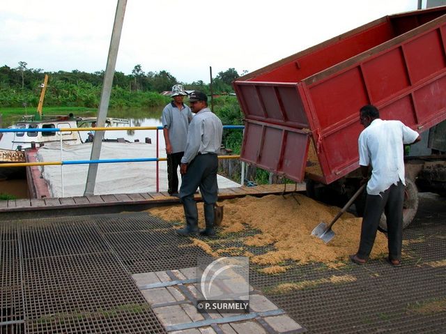 Dans les rizires
Chargement d'une barge
Mots-clés: Suriname;Amrique;Nickerie;riz