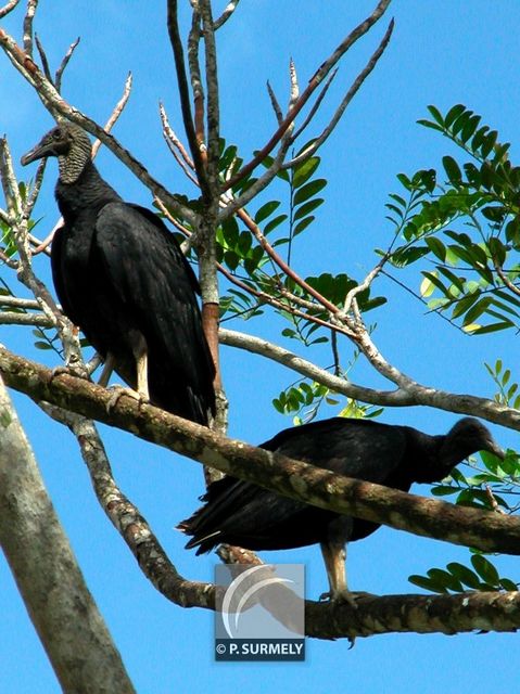Urubu
Mots-clés: faune;oiseau;rapace;urubu;Guyane