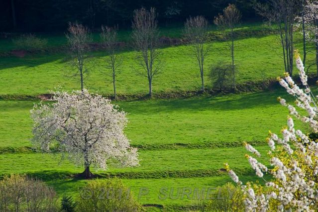 Cerisier en fleur
Mots-clés: Europe;France;Vosges;arbre;fruitier;cerisier