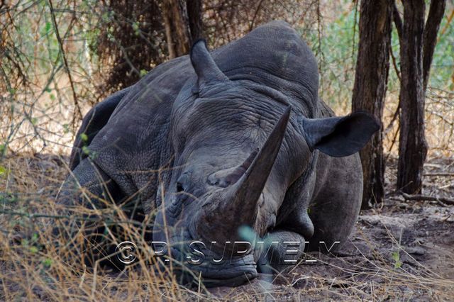 Rserve de Bandia
Mots-clés: Afrique;Sngal;Bandia;rserve;rhinocros