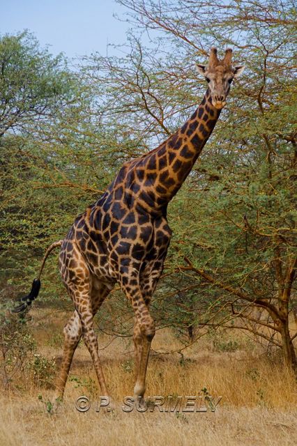 Rserve de Bandia
Mots-clés: Afrique;Sngal;Bandia;rserve;girafe