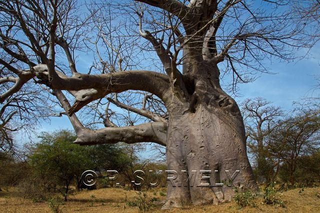 Rserve de Bandia
Mots-clés: Afrique;Sngal;Bandia;rserve;baobob