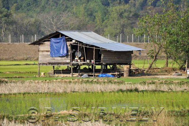 Gnommalath
dans les rizires
Mots-clés: Laos;Asie;Thakhek;rizire