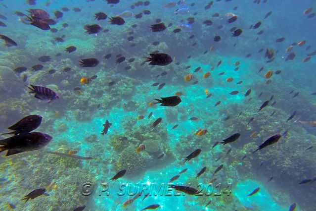 Puerto Galera
Snorkeling dans l'un des Verde Island Passages
Mots-clés: Asie;Philippines;Mindoro;Puerto Galera