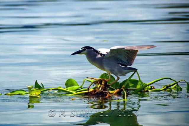 Lac Taal
Oiseau
Mots-clés: Asie;Philippines;Tagaytay;Talisay;Lac Taal;lac;faune;oiseau