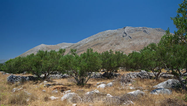 Velousi
Oliveraie au pied des collines prs de Velousi.
Mots-clés: Europe;Grce;Ploponnse;Magne;Velousi
