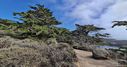Point_Lobos-0028.jpg