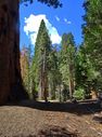 Sequoia-0008.jpg