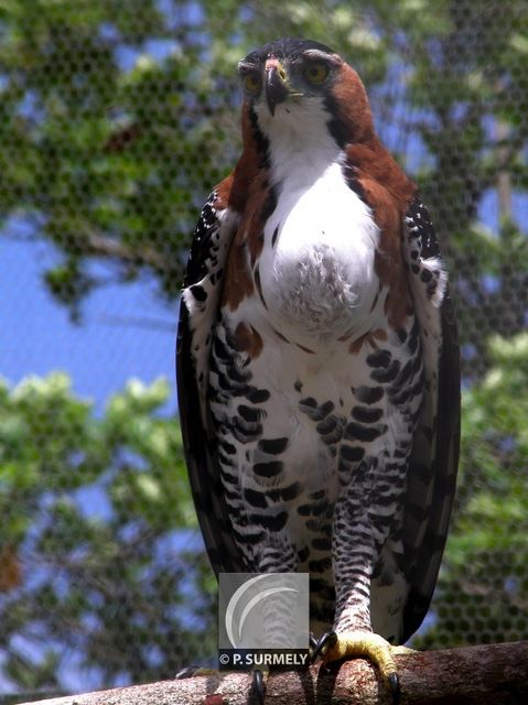 Aigle
Mots-clés: faune;oiseau;rapace;aigle;Guyane