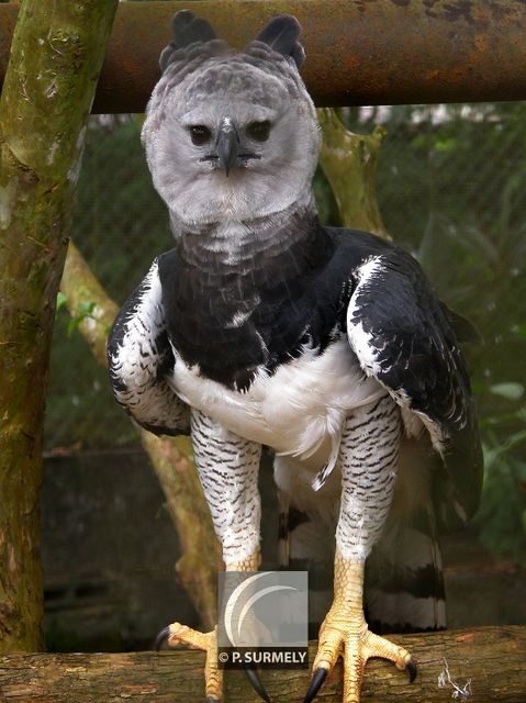 Harpie froce
Mots-clés: faune;oiseau;rapace;harpie;Guyane