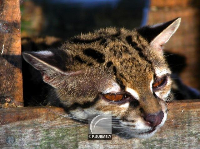 Chat Marguay
Mots-clés: faune;