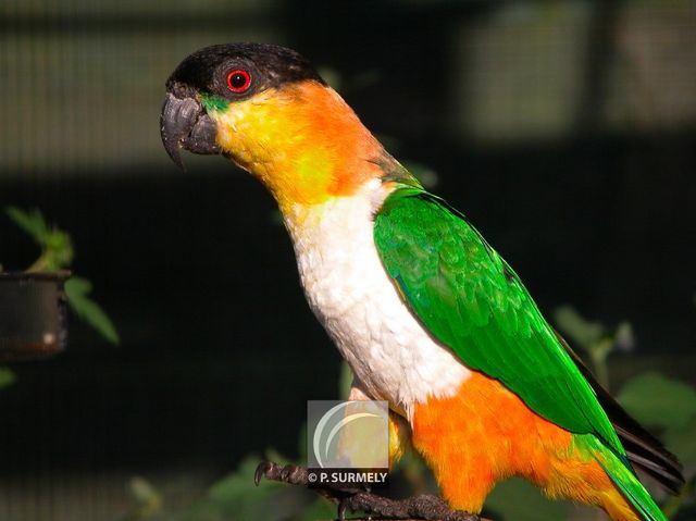 Perruche
Keywords: faune;oiseau;perruche;Guyane