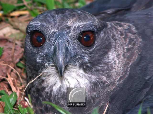 Rapace
Mots-clés: faune;oiseau;rapace;Guyane