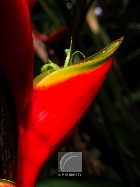 H�liconia
Keywords: flore;fleur;Guyane;h�liconia