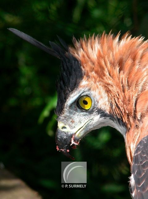 Aigle hupp
Mots-clés: faune;oiseau;rapace;aigle;Guyane