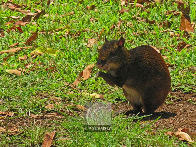 Agouti
Mots-clés: faune;