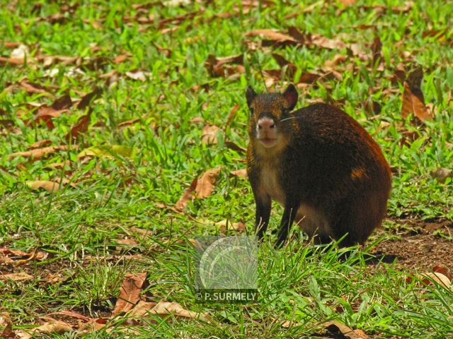 Agouti
Mots-clés: faune;