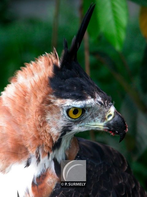 Aigle hupp�
Keywords: faune;oiseau;rapace;aigle;Guyane