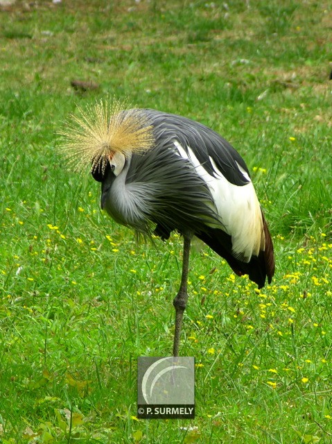 Aigrette
Mots-clés: faune;oiseau;chassier;aigrette