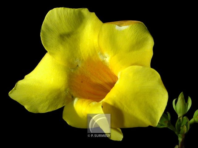 Allamanda cathartica
Mots-clés: flore;fleur;Guyane;allamanda
