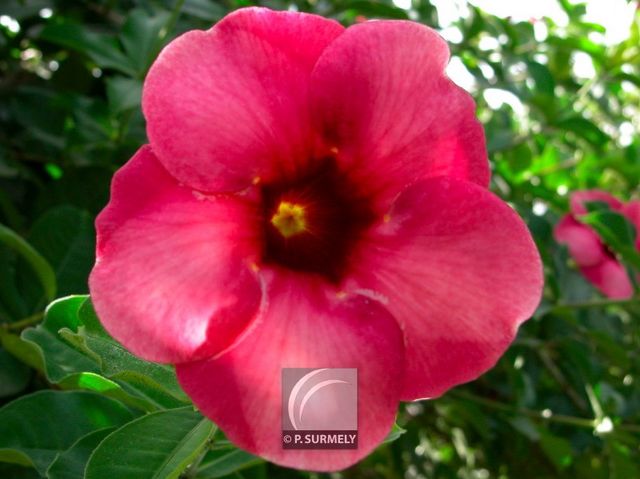 Allamanda violacea
Keywords: flore;fleur;Guyane;allamanda