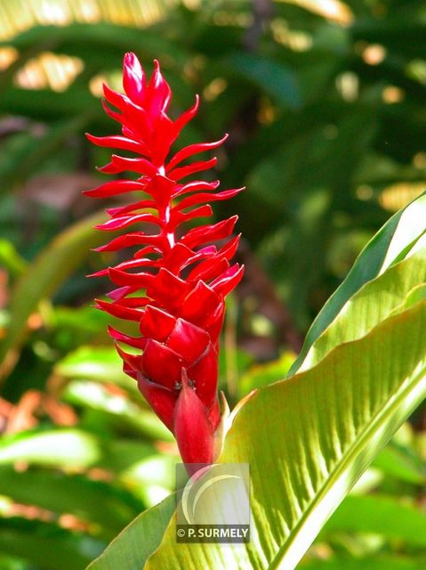 Alpinia
Mots-clés: flore;fleur;Guyane;alpinia