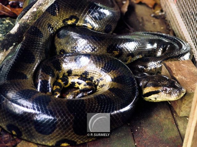Anaconda
Mots-clés: Faune;reptile;serpent;anaconda;Guyane