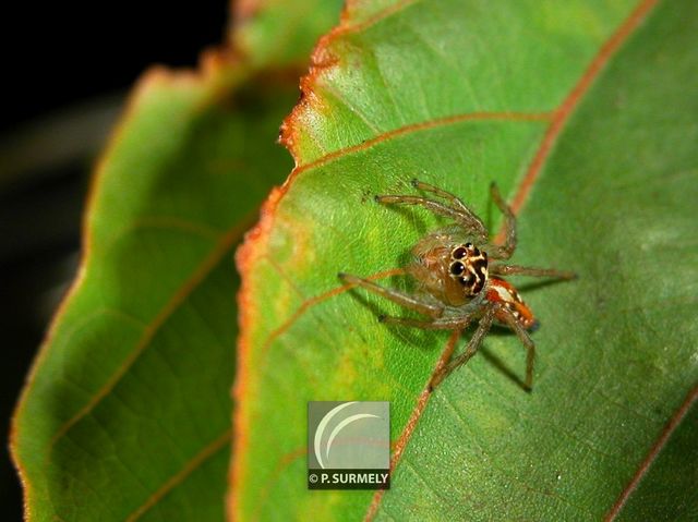 Araigne
Mots-clés: Faune;insecte;Guyane;Amrique;araigne